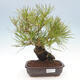 Bonsai im Freien - Pinus thunbergii - Thunberg-Kiefer - 1/5