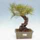 Bonsai im Freien - Pinus thunbergii - Thunberg-Kiefer - 1/5