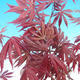 Outdoor-Bonsai-Acer palmatum Trompen-Rot-Ahorn - 1/2