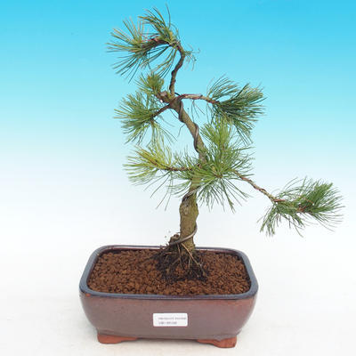Outdoor-Bonsai -Pinus-Pinus parviflora parviflora
