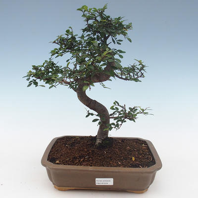 Indoor Bonsai - Ulmus Parvifolia-Kleine Blattulme PB2191559