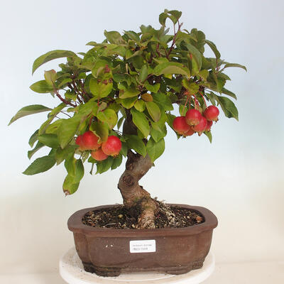 Freilandbonsai - Malus halliana - Kleinfrüchtiger Apfelbaum - 1