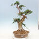 Bonsai im Freien - Juniperus chinensis - chinesischer Wacholder - 1/6