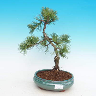 Outdoor-Bonsai -Pinus-Pinus parviflora parviflora