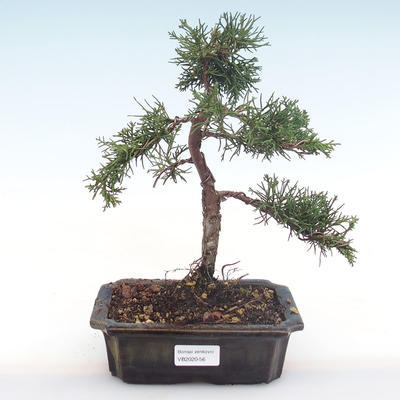 Bonsai im Freien - Juniperus chinensis - Chinesischer Wacholder VB2020-56