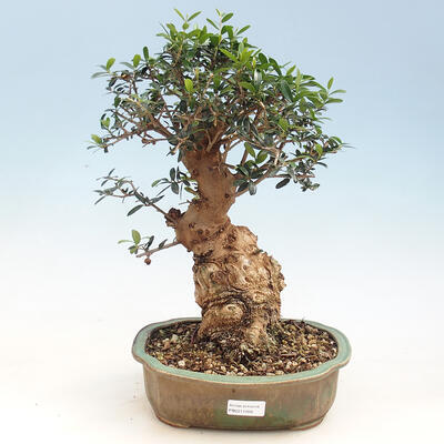 Indoor-Bonsai - Olea europaea sylvestris - Europäisches kleinblättriges Olivenöl - 1