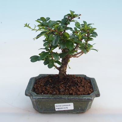 Indoor Bonsai-Ulmus Parvifolia-Kleinblättrige Ulme