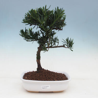 Zimmerbonsai-Podocarpus-Stein tausend - 1
