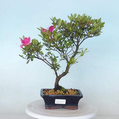 Outdoor bonsai - Rhododendron sp. - Pink azalea