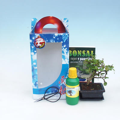 Zimmer Bonsai in einer Geschenkbox, Carmona macrophylla - Fuki Tee