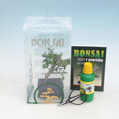 Zimmer Bonsai in einer Geschenkbox - 1