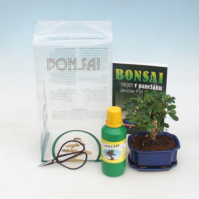 Zimmer Bonsai in einer Geschenkbox - 1