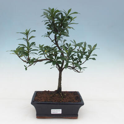 Zimmer bonsai - Gardenia jasminoides-Gardenie - 1