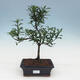 Zimmer bonsai - Gardenia jasminoides-Gardenie - 1/3