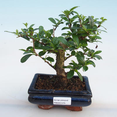 Indoor Bonsai-Ulmus Parvifolia-Kleinblättrige Ulme