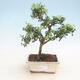 Indoor bonsai - Ilex crenata - Holly - 1/3