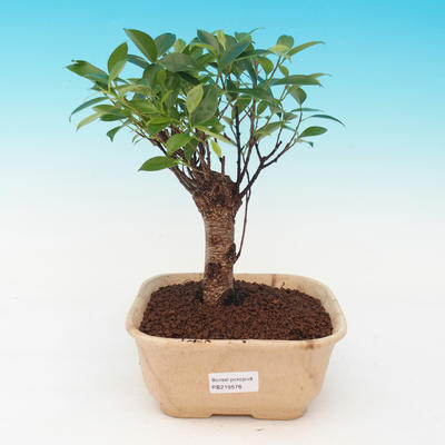 Zimmer-Bonsai - malolistý Ficus PB216939 - 1