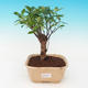 Zimmer-Bonsai - malolistý Ficus PB216939 - 1/2