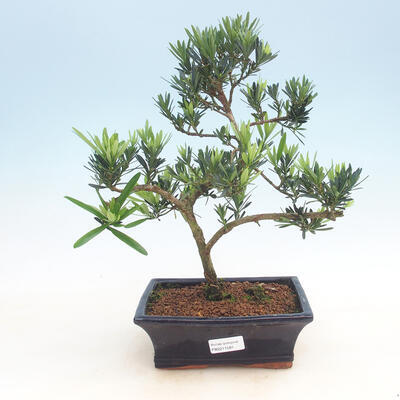 Indoor-Bonsai-Podocarpus-Stein tausend - 1