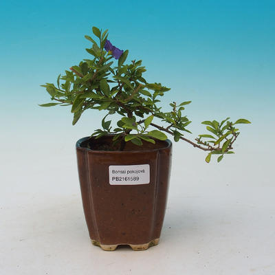 Zimmerbonsai - Senf-Solanum rantonnetii - 1