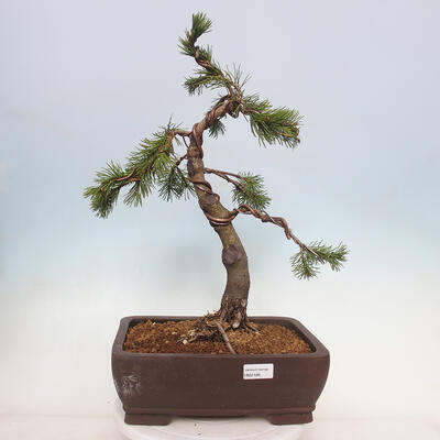 Bonsai im Freien - Pinus mugo - Kniende Kiefer - 1