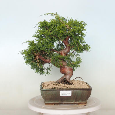 Outdoor bonsai - Juniperus chinensis Itoigawa - Chinese juniper - 1