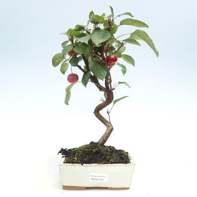 Outdoor-Bonsai -Malus Halliana - fruited Apfel - 1