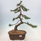Bonsai im Freien - Pinus mugo - Kniende Kiefer - 1/4