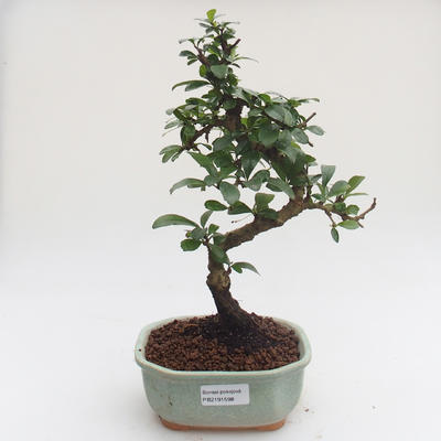 Innenbonsai - Carmona macrophylla - Tee fuki PB2191598 - 1