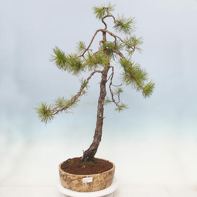 Bonsai im Freien - Pinus sylvestris - Waldkiefer - 1