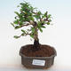 Indoor-Bonsai - Carmona macrophylla - Fuki-Tee PB2201259 - 1/5