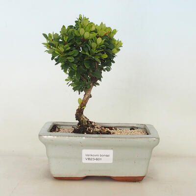 Outdoor bonsai - Berberis thunbergii Kobold - Barberry - 1