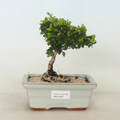 Outdoor bonsai - Berberis thunbergii Kobold - Barberry - 1