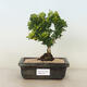 Outdoor bonsai - Berberis thunbergii Kobold - Barberry - 1/2
