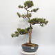Bonsai im Freien - Pinus sylvestris Watereri - Waldkiefer - 1/4