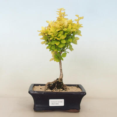 Outdoor bonsai - Berberis thunbergii Maria - Barberry