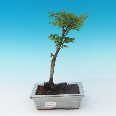 Outdoor-Bonsai - Acer palmatum SHISHIGASHIRA - Kleiner Ahorn - 1
