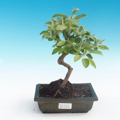 Bonsai im Freien - Malus halliana - Malplate Apfelbaum - 1
