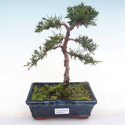 Bonsai im Freien - Juniperus chinensis - Chinesischer Wacholder VB2020-61