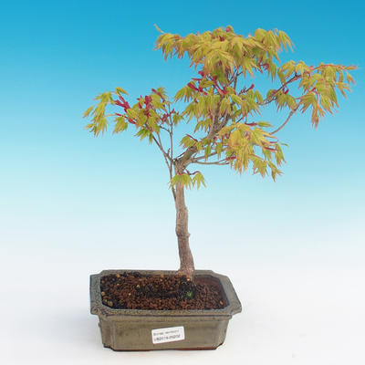 Acer palmatum Aureum - Goldener japanischer Ahorn - 1