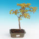 Acer palmatum Aureum - Goldener japanischer Ahorn - 1/3