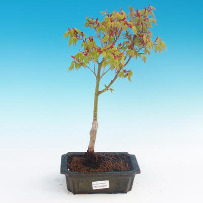 Acer palmatum Aureum - Goldener japanischer Ahorn - 1