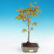 Acer palmatum Aureum - Goldener japanischer Ahorn - 1/3