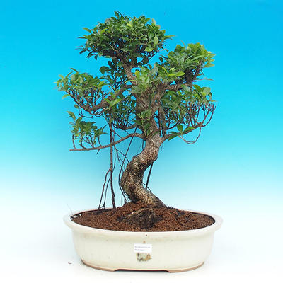 Pokojová bonsai - malolistý fíkus PB215956 - 1