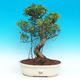 Pokojová bonsai - malolistý fíkus PB215956 - 1/2