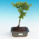 Outdoor-Bonsai - Acer palmatum SHISHIGASHIRA - Kleiner Ahorn - 1/3
