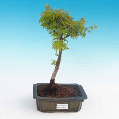 Outdoor-Bonsai - Acer palmatum SHISHIGASHIRA - Kleiner Ahorn - 1