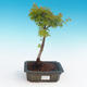 Outdoor-Bonsai - Acer palmatum SHISHIGASHIRA - Kleiner Ahorn - 1/3