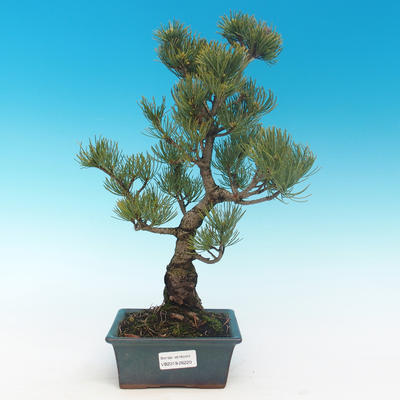 Bonsai im Freien - Pinus parviflora - kleine Kiefer