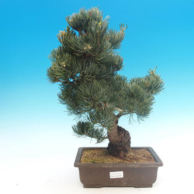Bonsai im Freien - Pinus parviflora - kleine Kiefer